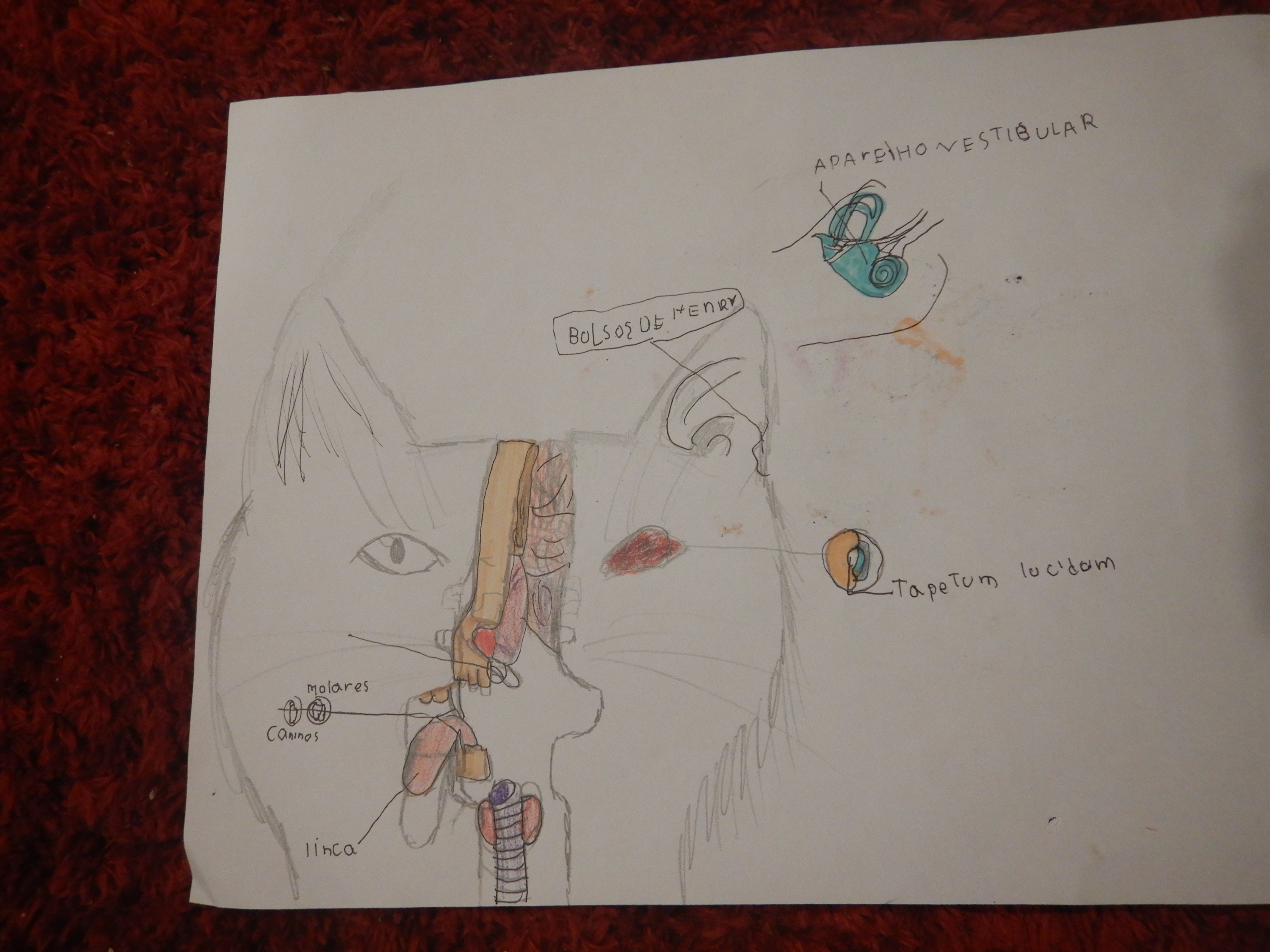 O que ando aprendendo